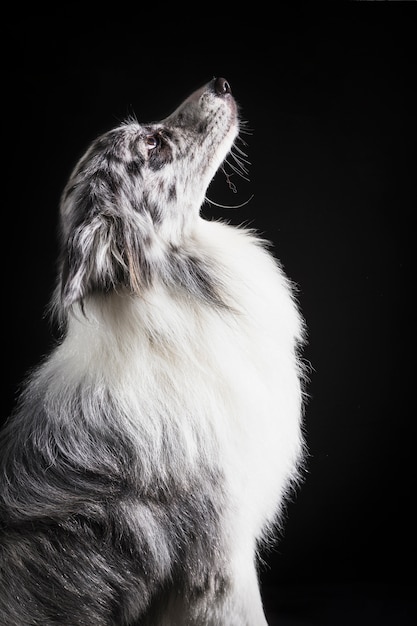 Portrait of cute border collie dog