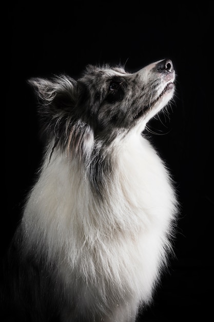 Portrait of cute border collie dog