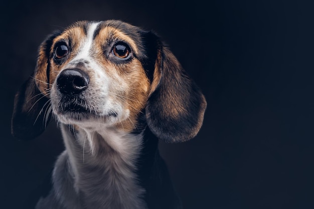 Portrait of a cute breed dog on a dark background in studio.