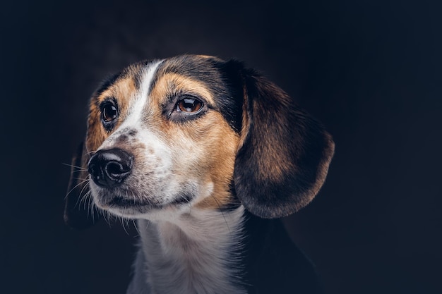 Free photo portrait of a cute breed dog on a dark background in studio.