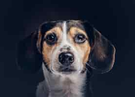 Free photo portrait of a cute breed dog on a dark background in studio.