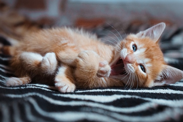 Free photo portrait of a cute cat with blue eyes lying on the blanket with an open mouth