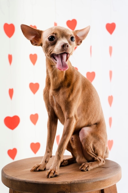 Portrait of cute chihuahua dog smiling