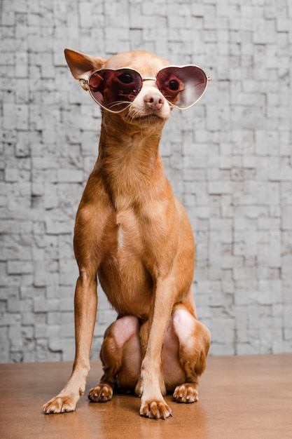 Free photo portrait of cute chihuahua dog with sunglasses