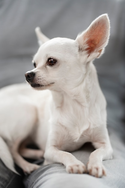 Free Photo portrait of cute chihuahua dog