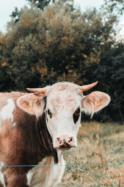 Free Photo portrait of a cute cow with horns standing in the green field on the background of trees