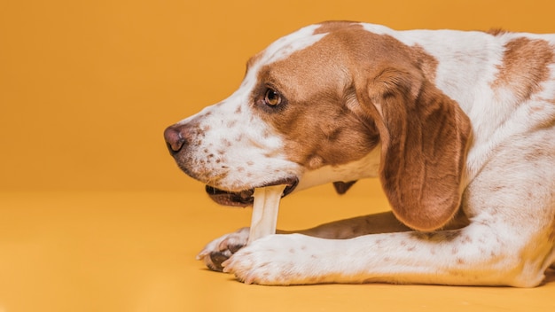 Portrait of cute dog eating a bone