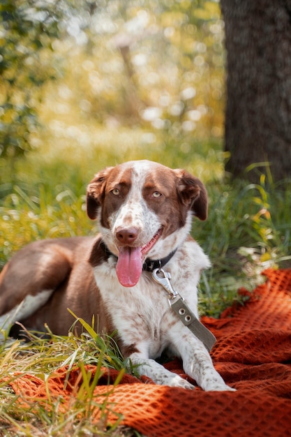 Free photo portrait of cute dog outdoors on blanket