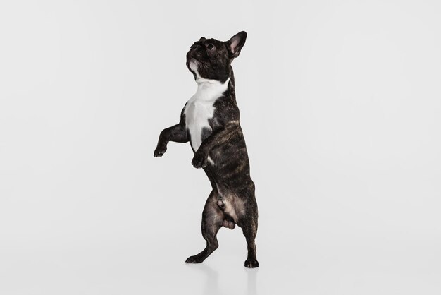 Portrait of cute French Bulldog posing, stand on hind legs isolated over white wall