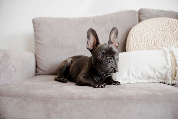 Portrait of cute french bulldog