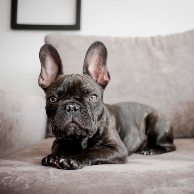 Portrait of cute french bulldog