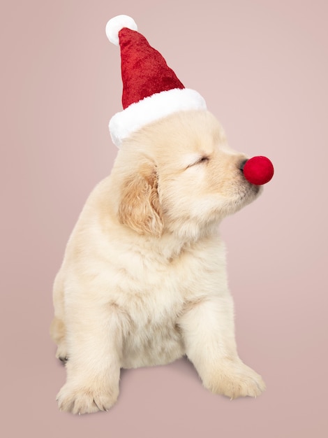 Free Photo portrait of a cute golden retriever puppy wearing a santa hat