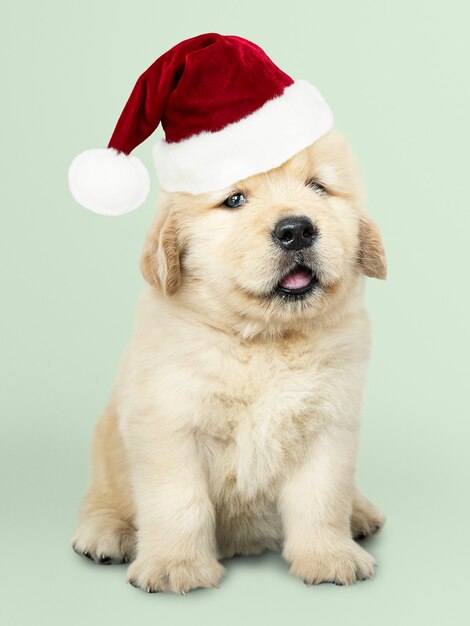 Free Photo portrait of a cute golden retriever puppy wearing a santa hat