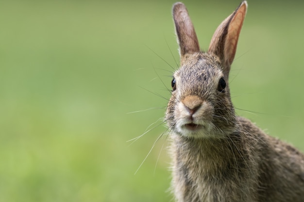 Free Photo portrait of a cute gray bunny