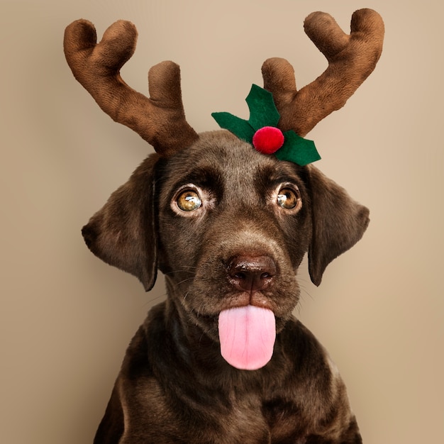 Free photo portrait of a cute labrador retriever puppy wearing a christmas reindeer headband