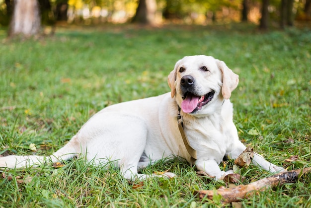 Portrait of cute labrador sitting on the grass