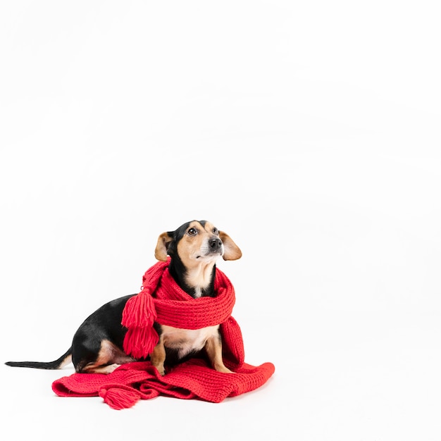 Portrait of cute little dog covered with scarf