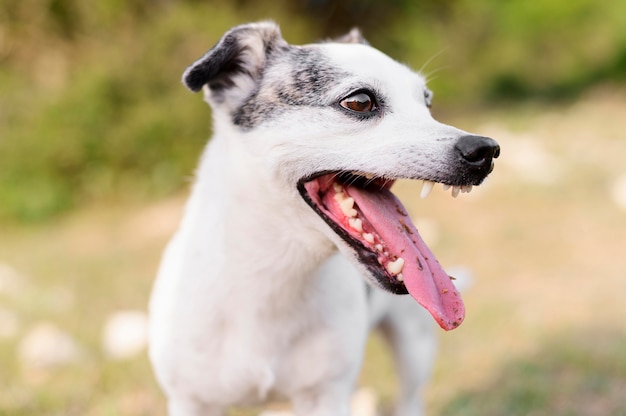 Free Photo portrait of cute little dog enjoying walk