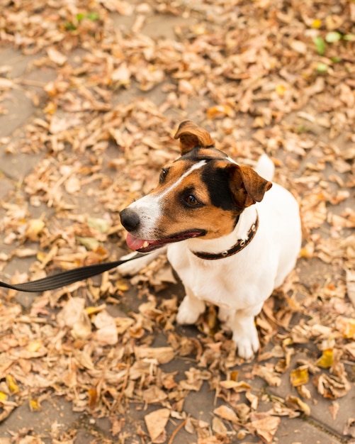 Portrait of cute little dog outdoors