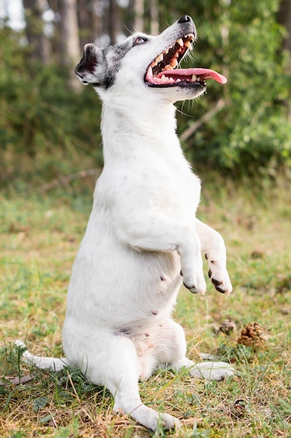 Free photo portrait of cute little dog playing in the park