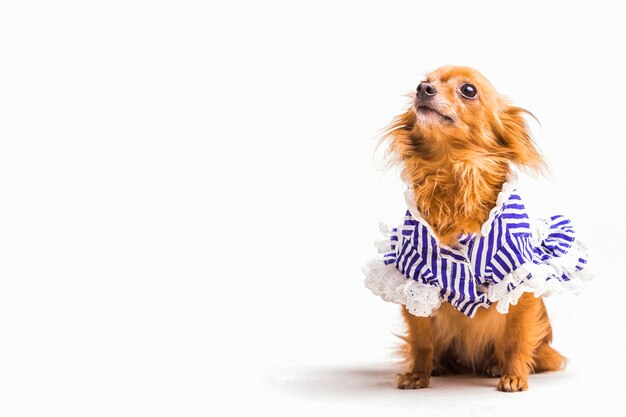 Portrait of cute little dog over white backdrop