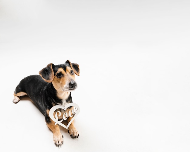 Free Photo portrait of cute little dog with copy space