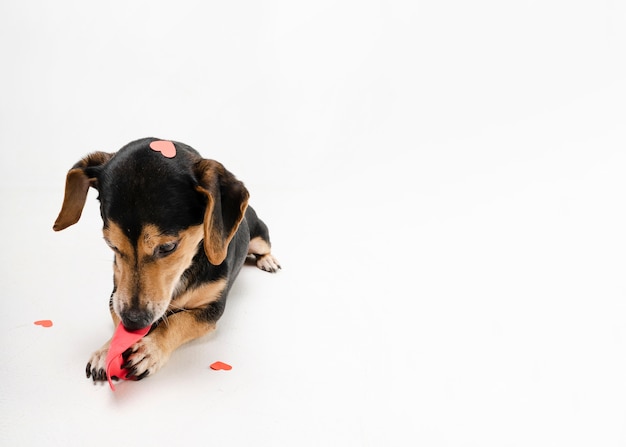 Portrait of cute little puppy with copy space