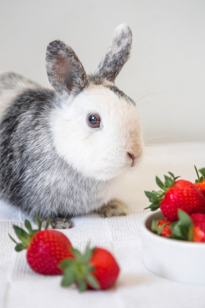 Free photo portrait of a cute rabbit and strawberry