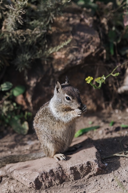 Free photo portrait of cute squirrel