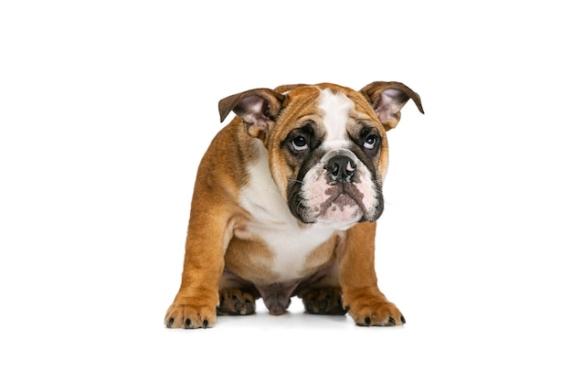 Free Photo portrait of dog bulldog posing isolated over white studio background concept of pets fun looks sleepy