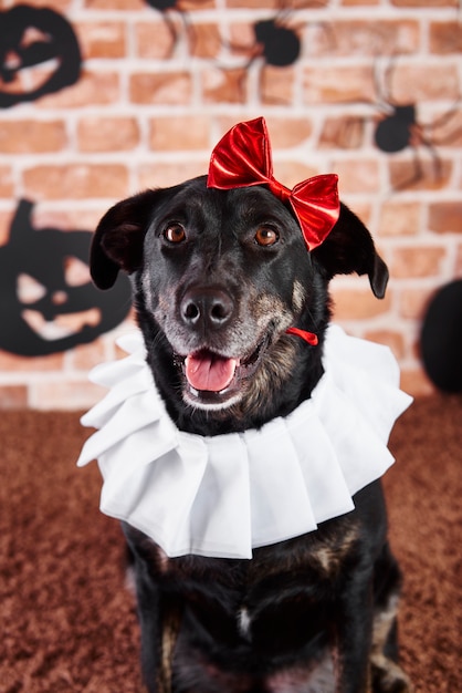 Portrait of dog in halloween costume