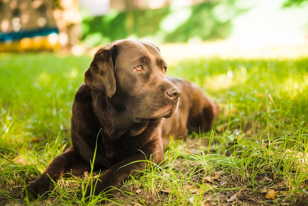 Free Photo portrait of a dog lying on grass looking away