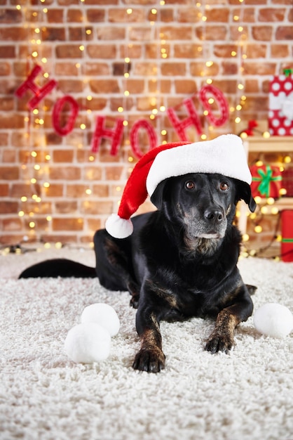 Free photo portrait of dog wearing a santa hat