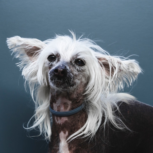 Free photo portrait of a dog with long ears and hairstyle