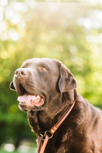 Free Photo portrait of a dog with mouth open