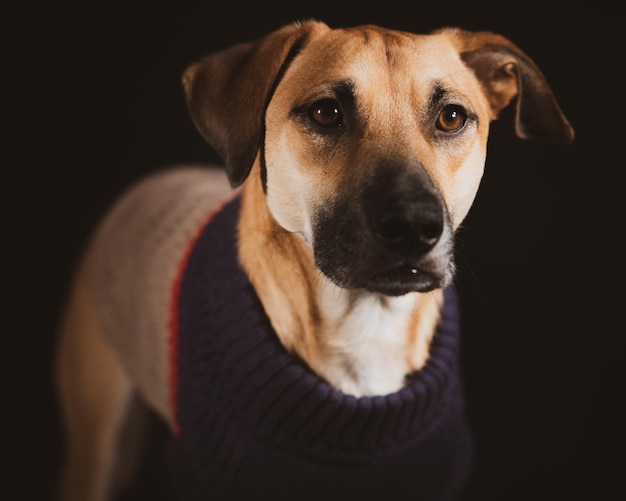 Free Photo portrait of a domestic black mouth cur in a sweater