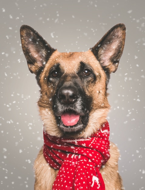 Free photo portrait of a domestic cute german shephard in a red dotted scarf with snow