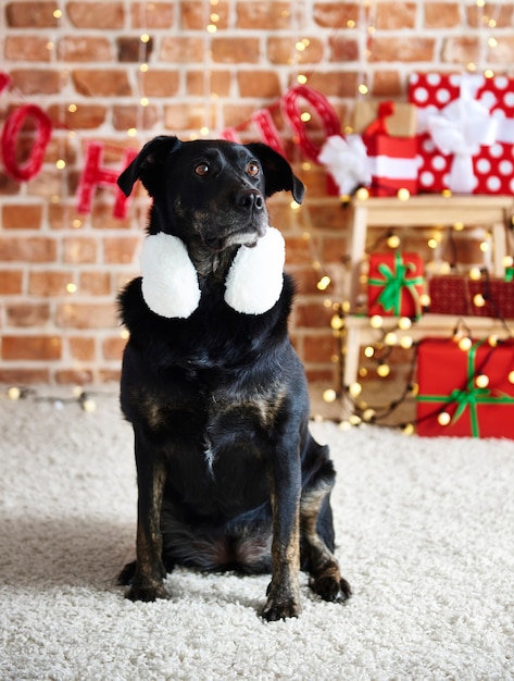 Free photo portrait of focused dog looking up