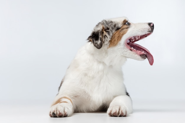 Free photo portrait of funny active pet, cute dog australian shepherd posing isolated over studio wall in neon.