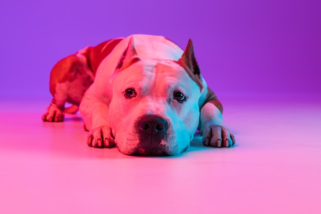 Free Photo portrait of funny active pet, cute dog staffordshire terrier posing isolated over studio wall in neon.