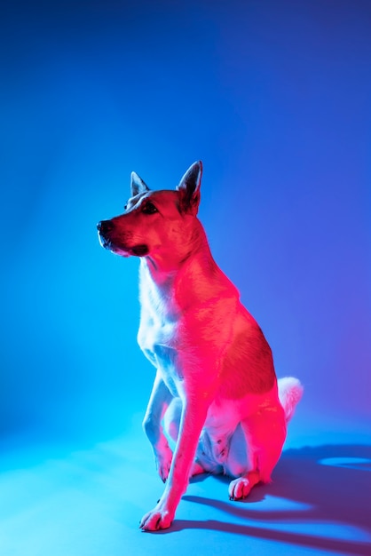 Free photo portrait of german shepherd dog in gradient lighting