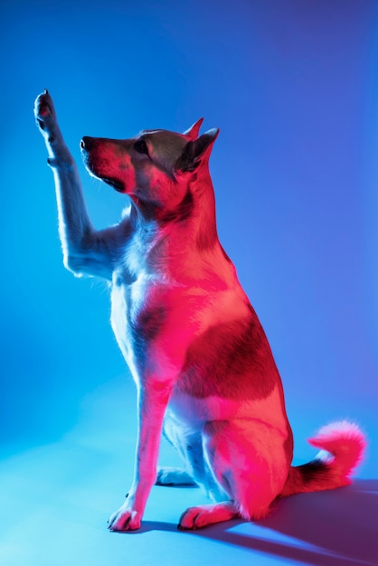 Free Photo portrait of german shepherd dog in gradient lighting