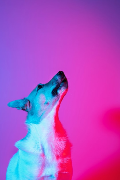 Free Photo portrait of german shepherd dog in gradient lighting