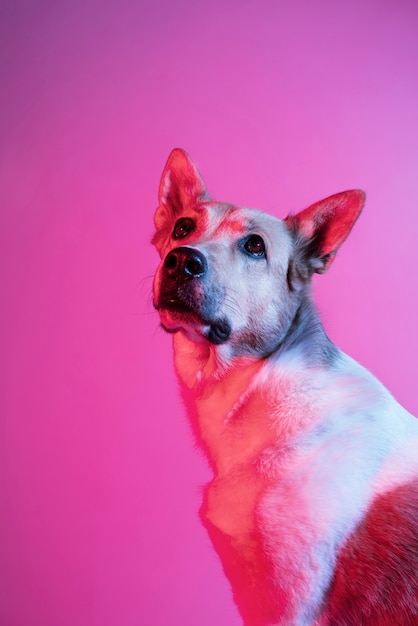 Free photo portrait of german shepherd dog in gradient lighting