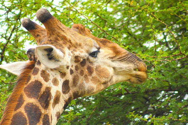 Free Photo portrait of a giraffe eating the tree leaves