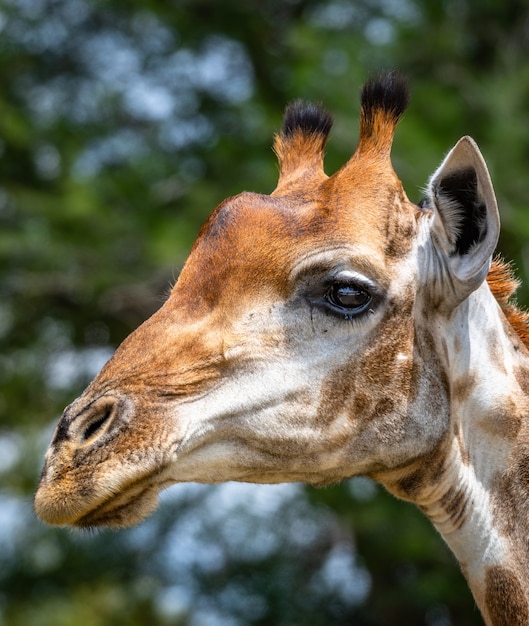 Portrait of a giraffe surrounded by greenery in a field under the sunlight