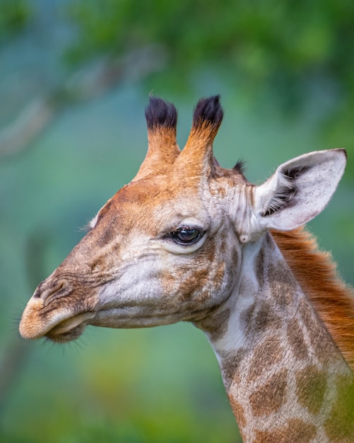 Free photo portrait of a giraffe surrounded by greenery in a field under the sunlight