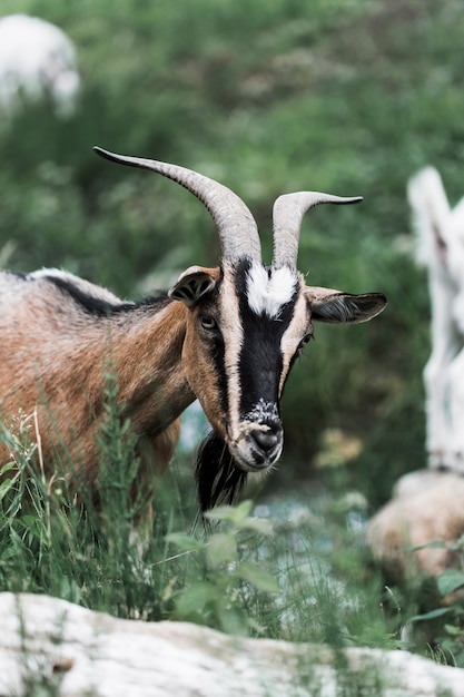 Free photo portrait of a goat in the field