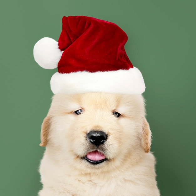 Free photo portrait of a golden retriever puppy wearing a  santa hat