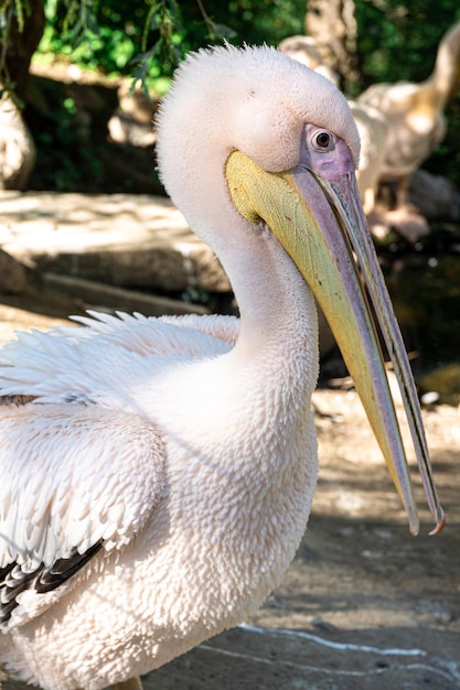 Free photo portrait of great white pelican close up